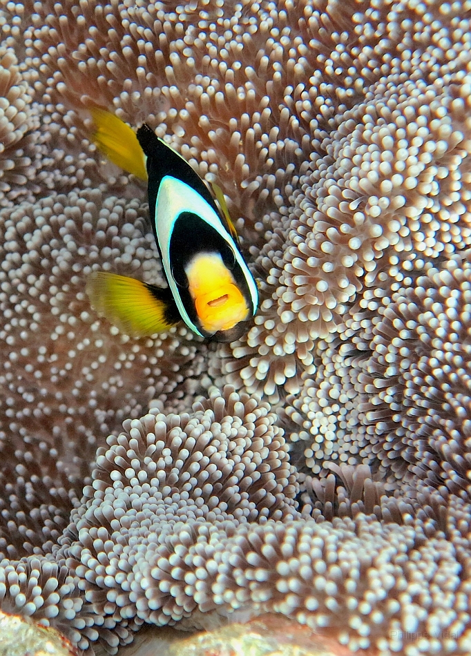 IMG_0758rf_Maldives_Madoogali_House reef_Poisson clown de clark_Amphiprion clarkii.jpg
